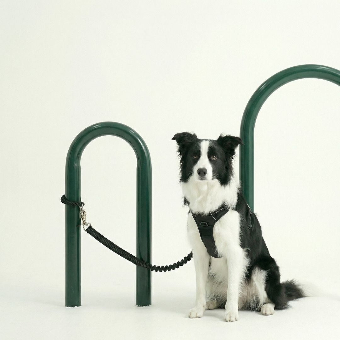 hands free dog leash
