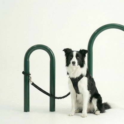 hands free dog leash